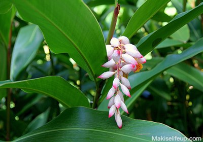 Alpinia zerumbet in okinawa