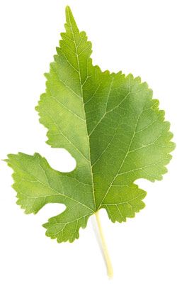 Mulberry-leaf