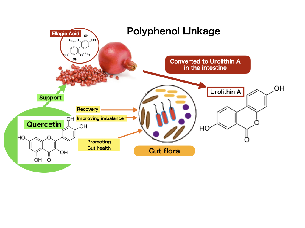 Polyphenol Linkcage. 2