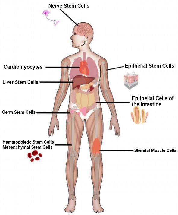 Adult Stem Cell copy