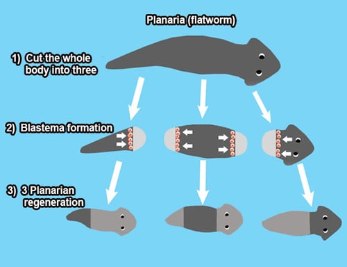 Cell of planaria