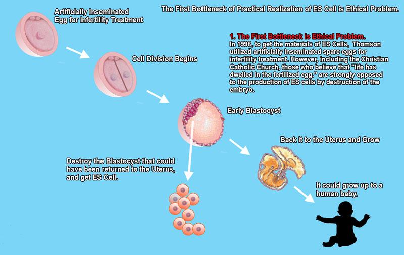 ES cells