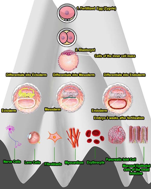 Epigenetic Landscape