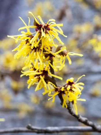 Hamamelis-virginiana