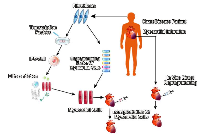 Ips direct reprogramming