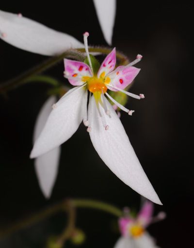 Saxifraga stolonifera