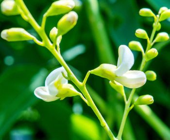 Sophora-flavescens