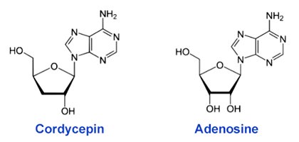 cordycepin and adenosine