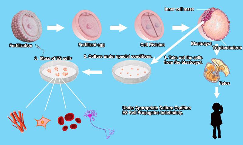 embryonic stem cells