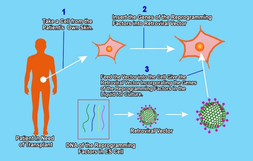 ips cells