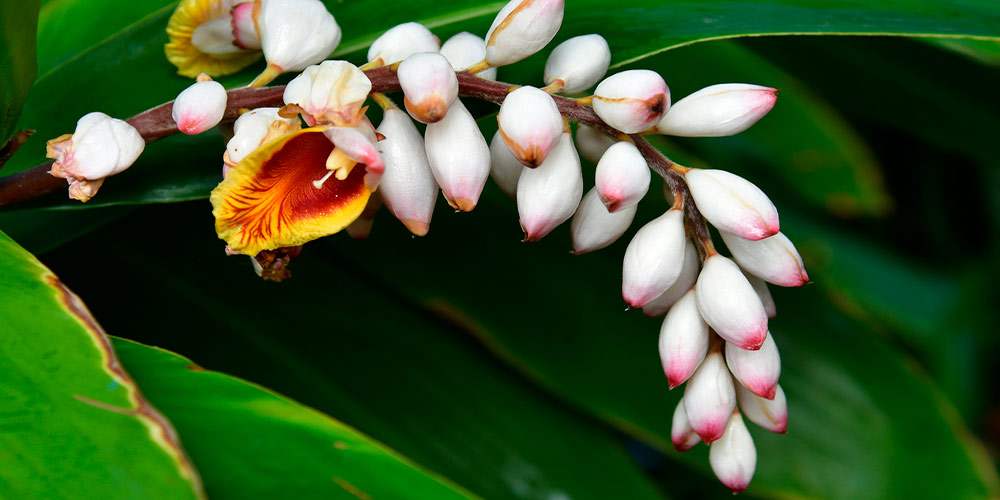 shell ginger alpinia zerumbet