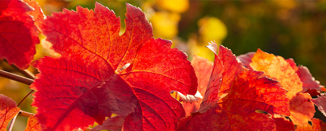 red vine leaves