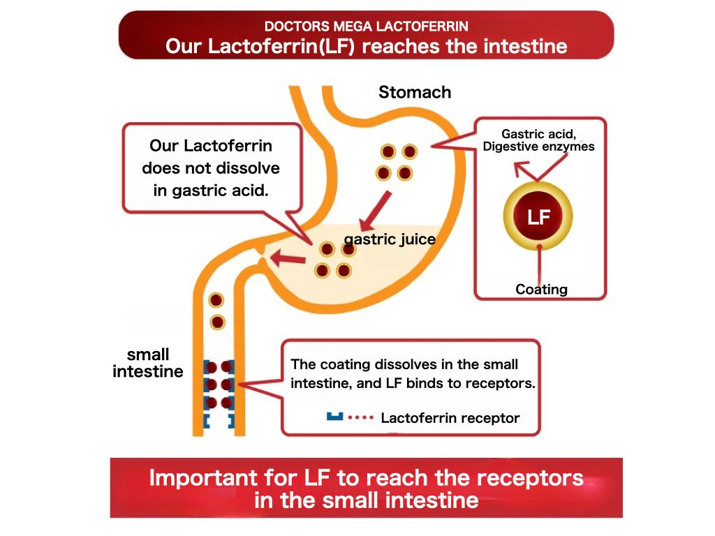 Lactoferrin_receptors