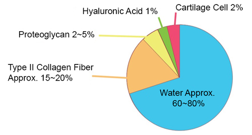 Composition Articular cartilage