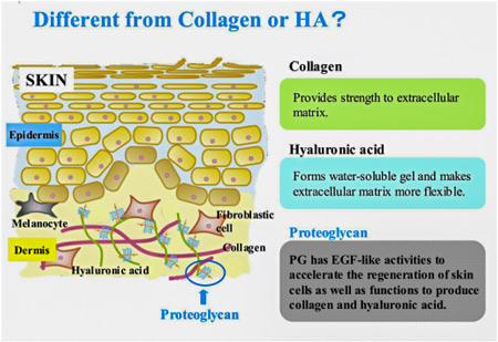 collagen or HA