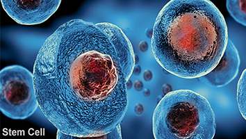 Stem cell1