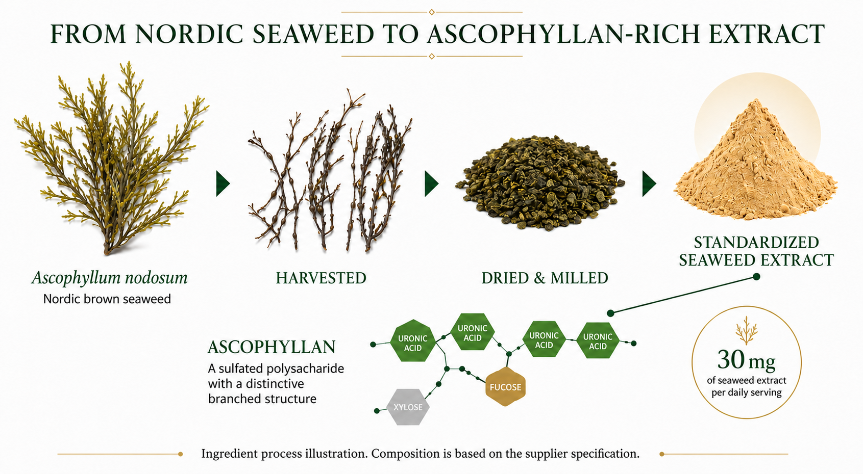 Production process from Ascophyllum nodosum seaweed to ascophyllan-rich standardized extract