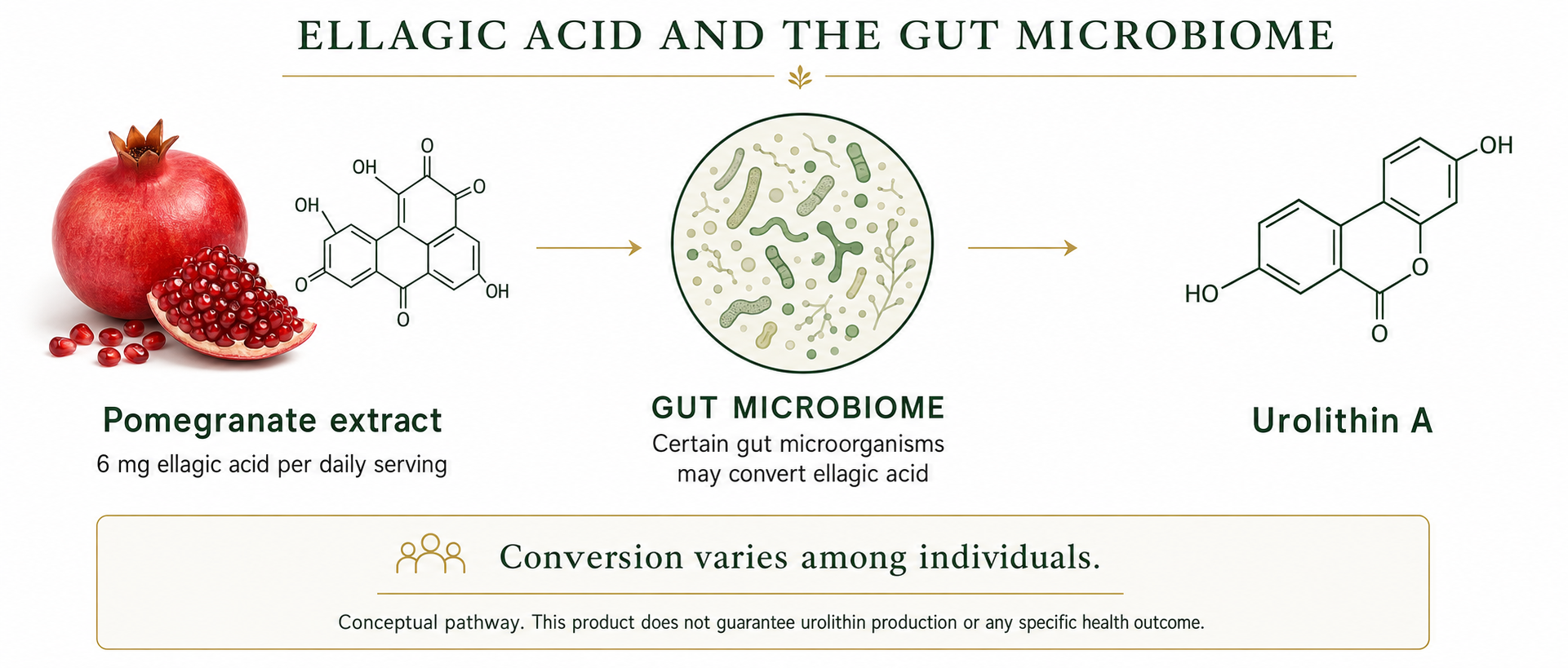 Conceptual pathway from pomegranate-derived ellagic acid through the gut microbiome to Urolithin A