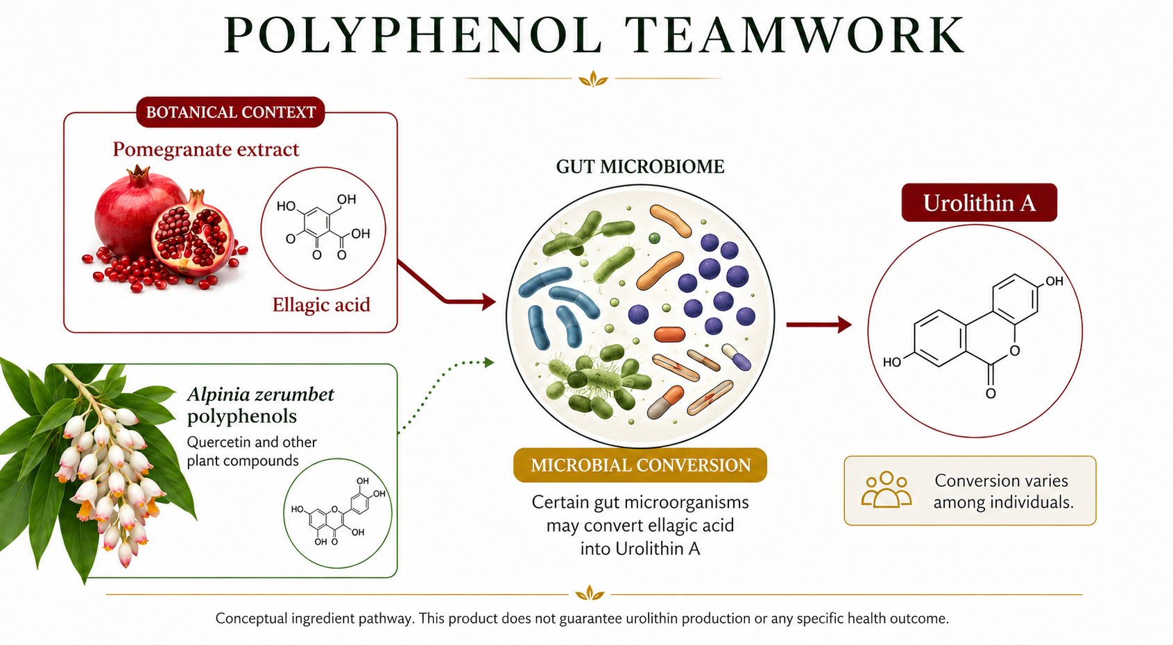 Conceptual diagram of polyphenol teamwork and microbial conversion