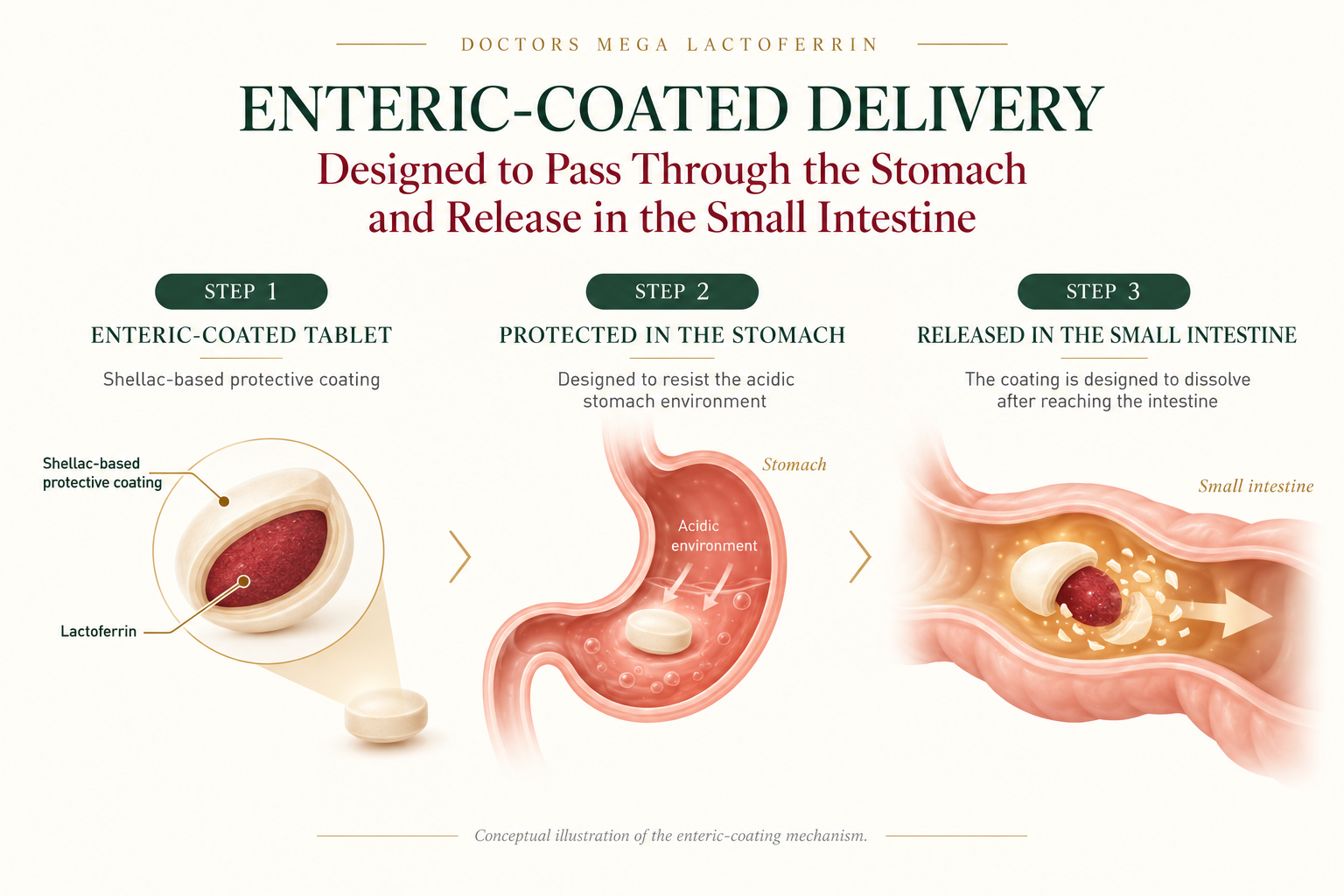 Doctors Mega Lactoferrin - 120 Enteric-coated tablets 4 Three-step enteric-coated lactoferrin delivery illustration