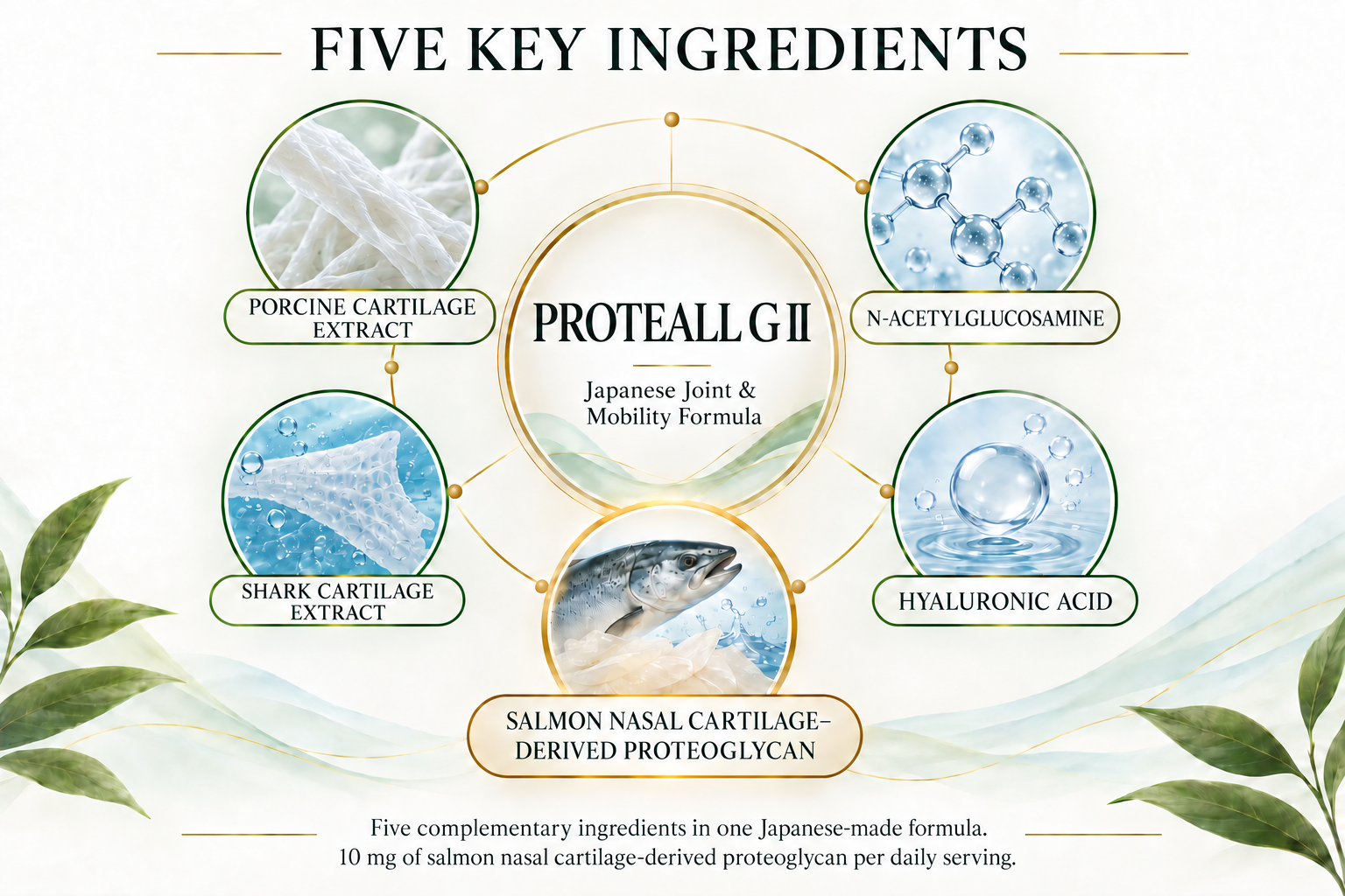 Proteor GII (Proteoglycan supplement) - 90 Tablets 5 Five key ingredients in PROTEALL GⅡ