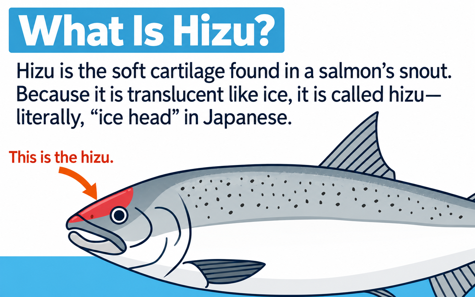 Proteor GII (Proteoglycan supplement) - 90 Tablets 3 Diagram showing the hizu portion of a salmon